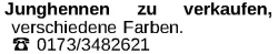 Vorschaubild der Anzeige, (Id: 1967720)