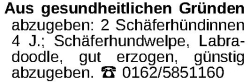 Vorschaubild der Anzeige, (Id: 1971010)