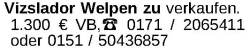 Vorschaubild der Anzeige, (Id: 1984698)