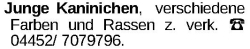 Vorschaubild der Anzeige, (Id: 2050161)