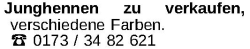 Vorschaubild der Anzeige, (Id: 2066624)