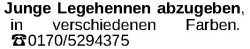 Vorschaubild der Anzeige, (Id: 2074600)