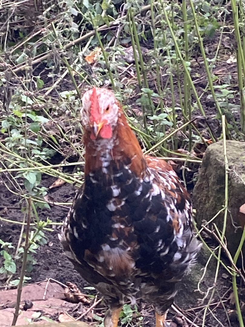 Vorschaubild 4 von 6