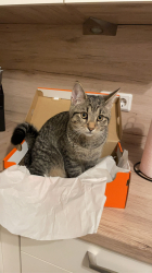 Vorschaubild der Anzeige, (Id: 1988743)