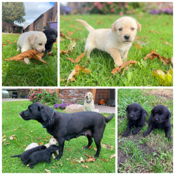 Vorschaubild der Anzeige, (Id: 1988800)