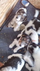 Vorschaubild der Anzeige, (Id: 1989045)