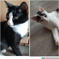 Vorschaubild der Anzeige, (Id: 1994540)