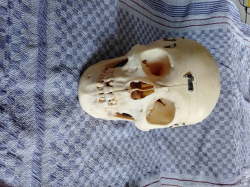 Vorschaubild der Anzeige, (Id: 1996666)