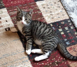 Vorschaubild der Anzeige, (Id: 1998394)