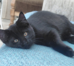 Vorschaubild der Anzeige, (Id: 1998396)