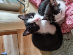 Vorschaubild der Anzeige, (Id: 2002209)