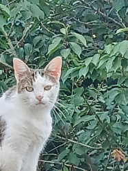 Vorschaubild der Anzeige, (Id: 2007977)