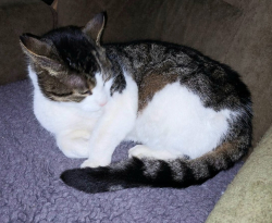 Vorschaubild der Anzeige, (Id: 2008586)