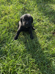 Vorschaubild der Anzeige, (Id: 2009292)