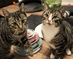 Vorschaubild der Anzeige, (Id: 2009297)