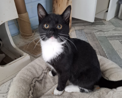 Vorschaubild der Anzeige, (Id: 2009298)