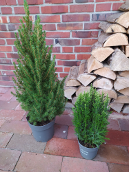 Vorschaubild der Anzeige, (Id: 2009389)