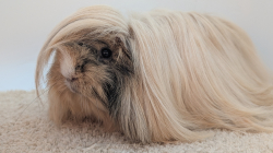 Vorschaubild der Anzeige, (Id: 2009752)