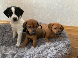 Vorschaubild der Anzeige, (Id: 2011043)