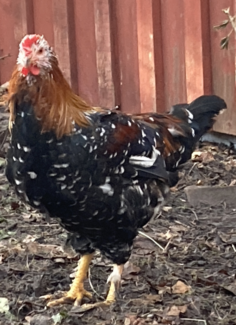 Vorschaubild der Anzeige, (Id: 2012674)