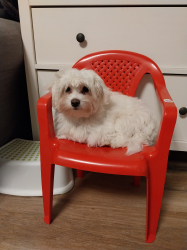 Vorschaubild der Anzeige, (Id: 2012731)