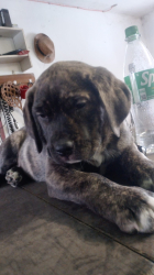 Vorschaubild der Anzeige, (Id: 2012843)