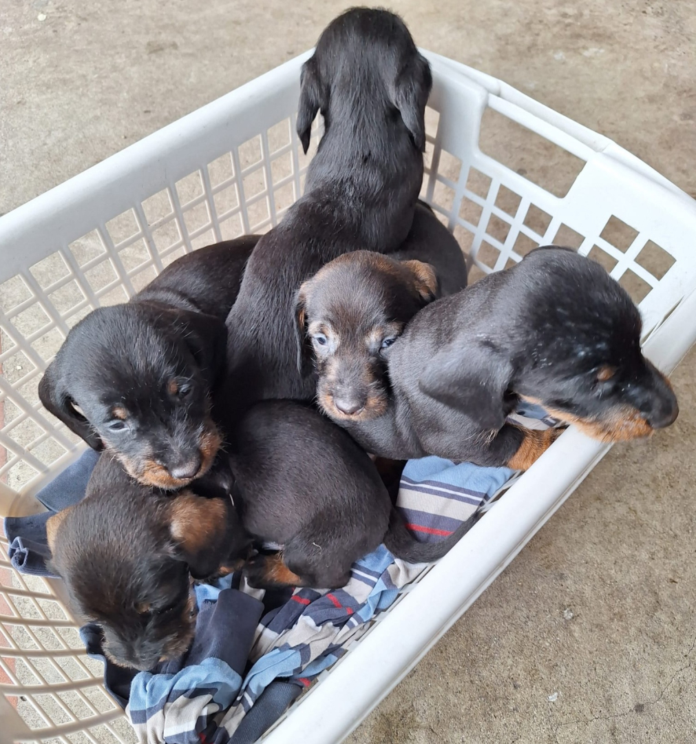 Vorschaubild der Anzeige, (Id: 2013438)