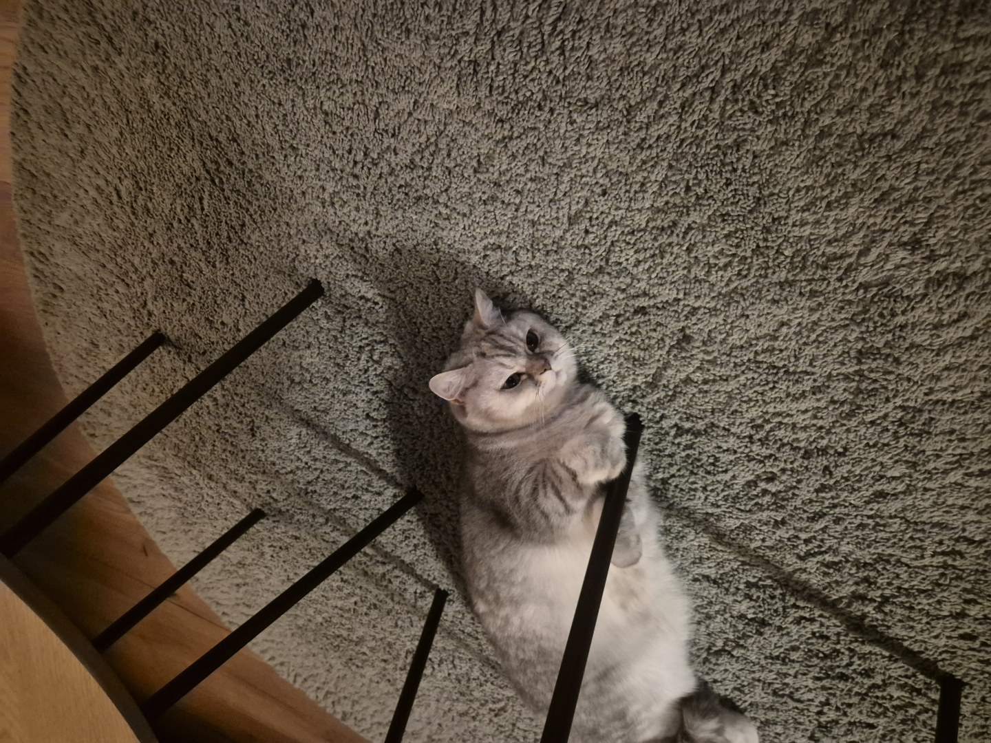 Vorschaubild der Anzeige, (Id: 2014310)