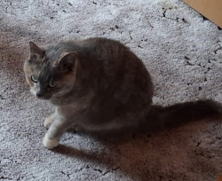 Vorschaubild der Anzeige, (Id: 2014311)