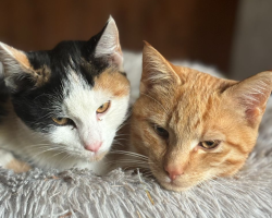 Vorschaubild der Anzeige, (Id: 2014323)