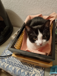 Vorschaubild der Anzeige, (Id: 2017278)