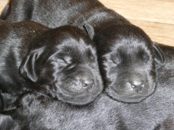 Vorschaubild der Anzeige, (Id: 2017468)