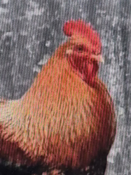 Vorschaubild der Anzeige, (Id: 2017584)