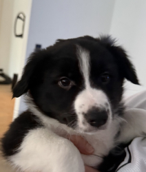 Vorschaubild der Anzeige, (Id: 2017700)