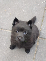 Vorschaubild der Anzeige, (Id: 2019432)