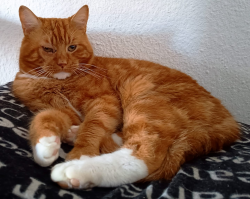 Vorschaubild der Anzeige, (Id: 2021448)