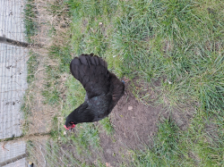 Vorschaubild der Anzeige, (Id: 2023439)