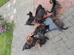 Vorschaubild der Anzeige, (Id: 2026243)