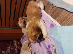 Vorschaubild der Anzeige, (Id: 2027226)