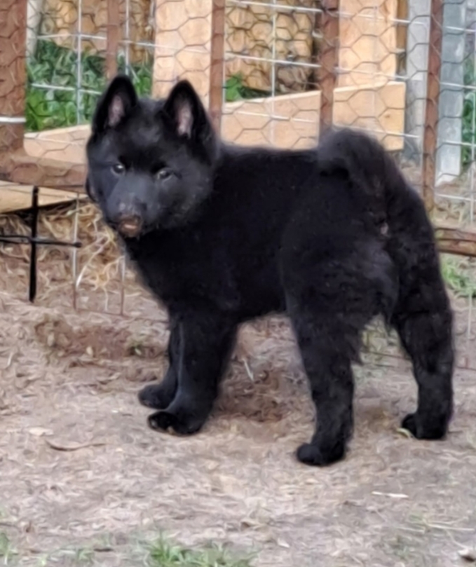 Vorschaubild der Anzeige, (Id: 2030473)