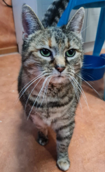 Vorschaubild der Anzeige, (Id: 2030485)