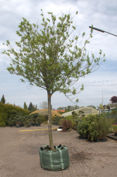 Vorschaubild der Anzeige, (Id: 2030977)