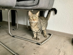 Vorschaubild der Anzeige, (Id: 2038383)